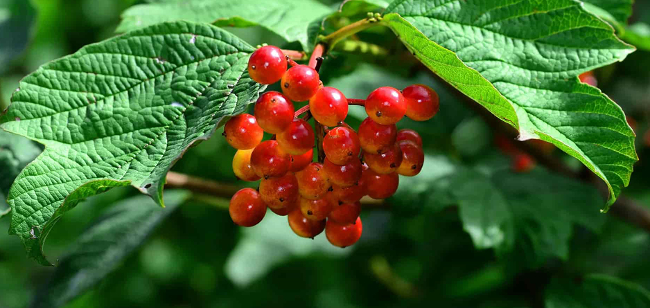 Cramp Bark - red berries - a wonder ingredient for relief of leg cramps